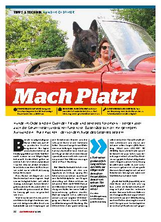 Hund im Oldtimer
