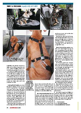 Hund im Oldtimer